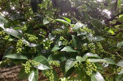 Cây dược liệu cây Chua ngút lá thuôn, Rè lá thuôn - Embelia oblongifolia Hemsl