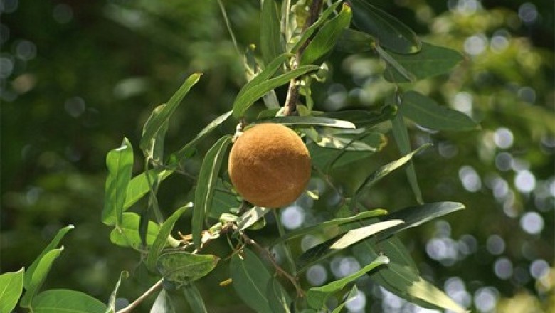 Cây dược liệu cây Chùm bao lớn, Lọ nồi - Hydnocarpus anthelmintica Pierre ex Laness