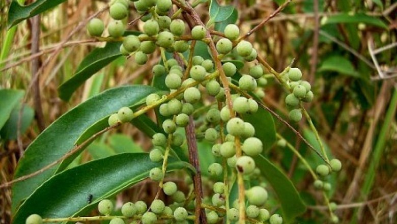 Cây dược liệu cây Chua ngút dai, Rè dai - Embelia subcoriacea (C. B. Clarke) Mez