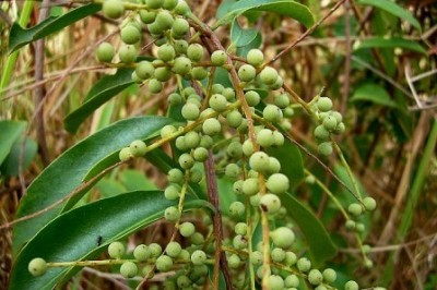 Cây dược liệu cây Chua ngút dai, Rè dai - Embelia subcoriacea (C. B. Clarke) Mez