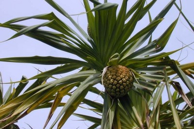 Cây dược liệu cây Dứa bắc - Pandanus tonkinensis Mart., ex Stone