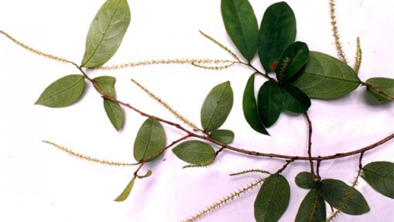 Cây dược liệu cây Chòi mòi trắng, Chòi mòi mảnh - Antidesma gracile Hemsl