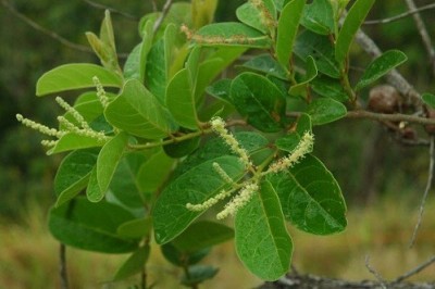 Cây dược liệu cây Chòi mòi Henry - Antidesma henryi Pax et Hoffm (A. paxii Metc)