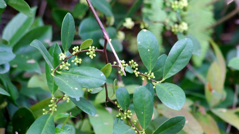 Cây dược liệu cây Chua ngút hoa trắng, Chua méo, Thùn mùn, Rè bụi - Embeliaeta (L.) Mez