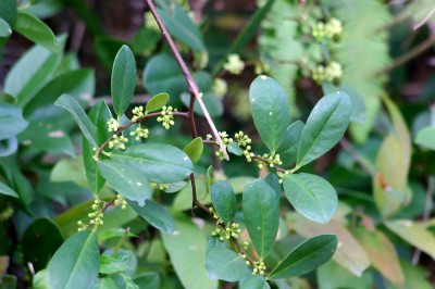 Cây dược liệu cây Chua ngút hoa trắng, Chua méo, Thùn mùn, Rè bụi - Embeliaeta (L.) Mez