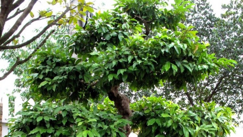 Cây dược liệu cây Chòi mòi bụi - Antidesma fruticosa (Lour) Muell - Arg