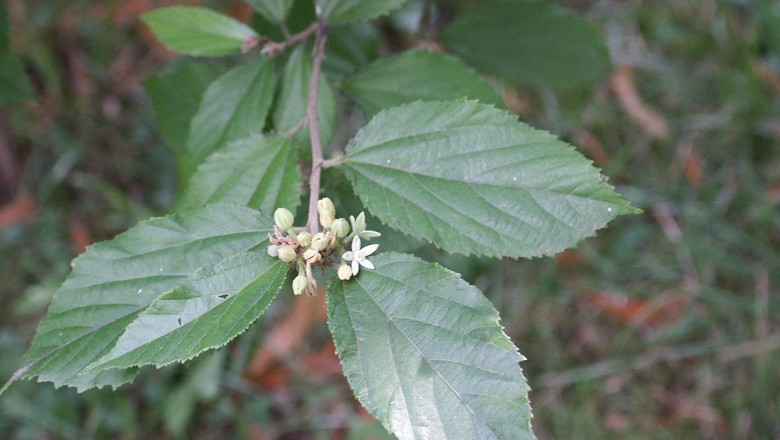 Cây dược liệu cây Chong, Dây meo, Dây đọt chung, Dây lá be, Lòng mang đực, Cò ke cánh sao - Grewia astropetala Pierre