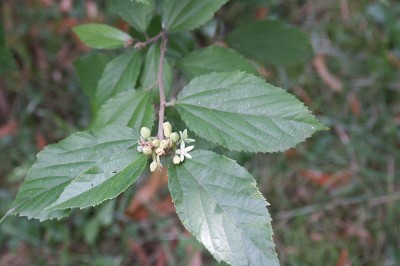 Cây dược liệu cây Chong, Dây meo, Dây đọt chung, Dây lá be, Lòng mang đực, Cò ke cánh sao - Grewia astropetala Pierre