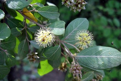 Cây dược liệu cây Chò nhai, Cà dặm, Răm hay Râm - Anogeissus acuminata (Roxb. ex DC.) Guill et Perr