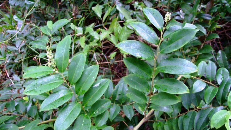 Cây dược liệu cây Chua ngút, Dây chua méo, Dây ngút, Cây thùn mùn - Embelia ribes Burm f