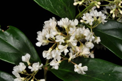 Cây dược liệu cây Đỗ trọng nam, Đỗ trọng dây - Parameria Laevigata (Juss.) Moldenke (P. barbata (Bl.) Schum)