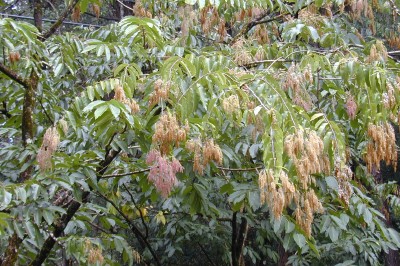 Cây dược liệu cây Chò xanh - Terminalia myriocarpa van Henrek et Muell - Arg