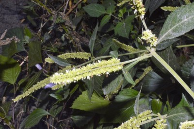 Cây dược liệu cây Chùa dù, Kinh giới rừng, Kinh giới núi - Elsholtzia blanda (Benth.) Benth