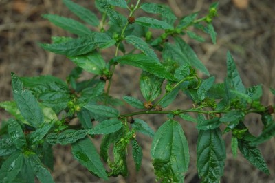 Cây dược liệu cây Chổi đực, Bái chổi, Bái nhọn - Sida acuta Burm f