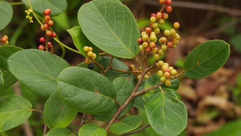 Cây dược liệu cây Chòi mòi Poilane - Antidesma poilanei Gagnep