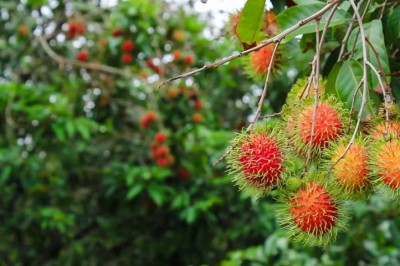 Cây dược liệu cây Chôm chôm, vải thiều, Vải guốc - Nephelium tappaceum L