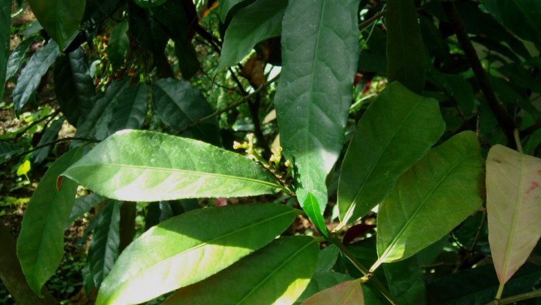 Cây dược liệu cây Chòi mòi Nam - Antidesma cochinchinensis Gagnep