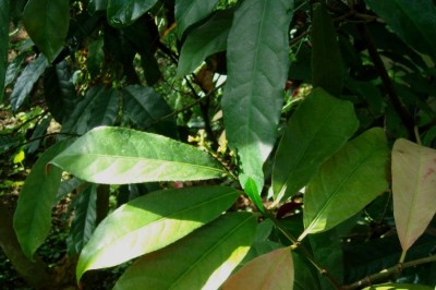 Cây dược liệu cây Chòi mòi Nam - Antidesma cochinchinensis Gagnep