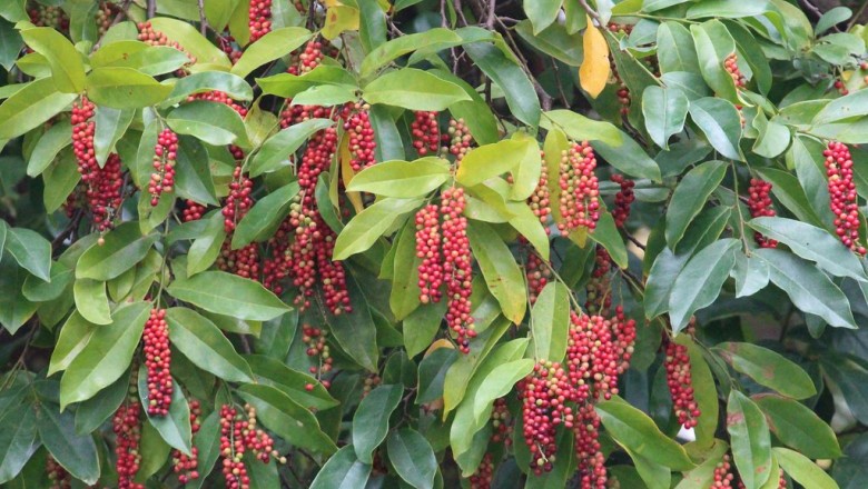 Cây dược liệu cây Chòi mòi tía - Antidesma bunius (L.) Spreng