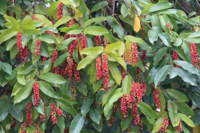 Cây dược liệu cây Chòi mòi tía - Antidesma bunius (L.) Spreng