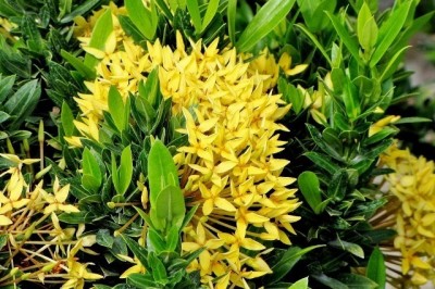 Cây dược liệu cây Đơn vàng, Trang vàng vàng - Ixora flavescens Pierre