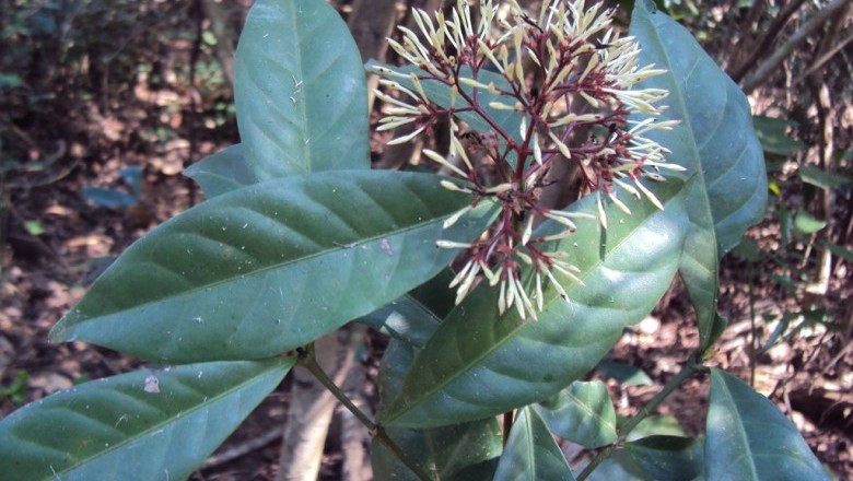 Cây dược liệu cây Đơn trắng, Bông trang trắng - Ixora nigricans R.Br ex Wight et Arn