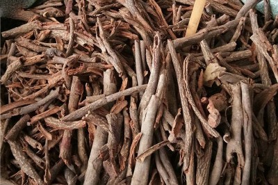 Cây dược liệu cây Đỗ trọng dây, Đỗ trọng trắng, Mặc sang hoa nhỏ - Parabarium micranthum (A. DC.) Pierre