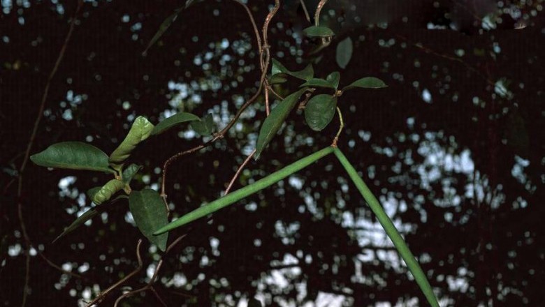 Cây dược liệu cây Đỗ trọng dây vỏ hồng, Mặc sang hữu ích - Parabarium utile (Hay, et Kawak. ) Ly var. utile (Ecdysanthera utilis Hay, et Kawak.)