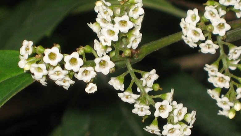 Cây dược liệu cây Đơn nem, Đơn răng cưa - Maesa perlarius (Lour) Merr, (A sinensis A DC.)