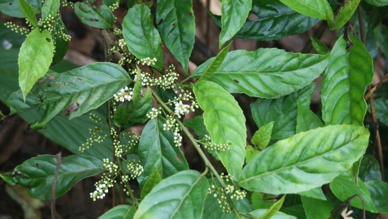 Cây dược liệu cây Đơn trà, Đơn lá nhỏ - Maesa parvifolia A. DC