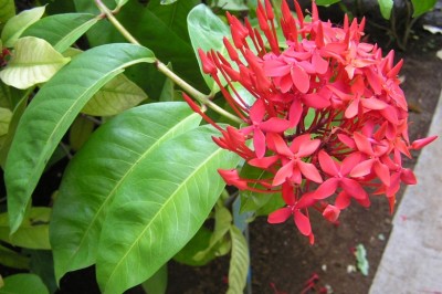 Cây dược liệu cây Đơn Trung Quốc, Trang đỏ - Ixora chinensis Lam