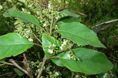 Cây dược liệu cây Đơn trâm - Maesa subdentata A DC