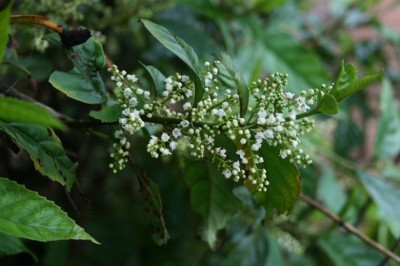 Cây dược liệu cây Đơn núi, Đơn trắng, Đồng núi - Maesa montana A. DC