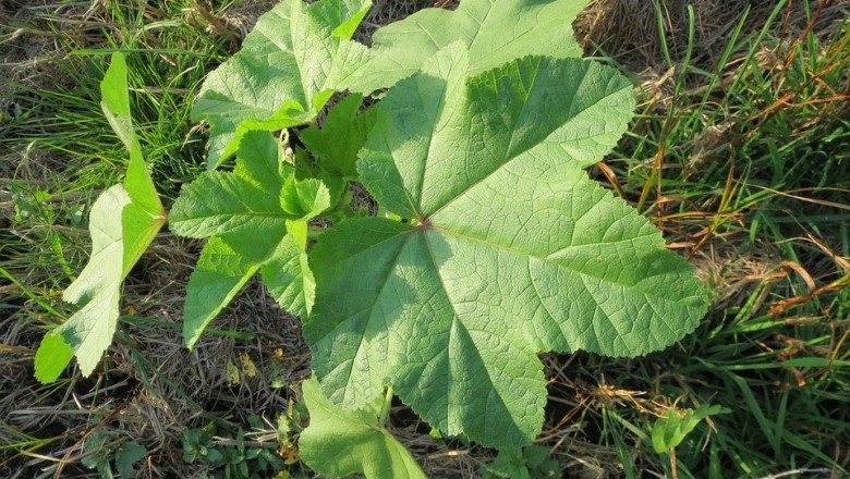 Cây dược liệu cây Đông quỳ - Malva verticillata L