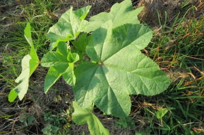 Cây dược liệu cây Đông quỳ - Malva verticillata L