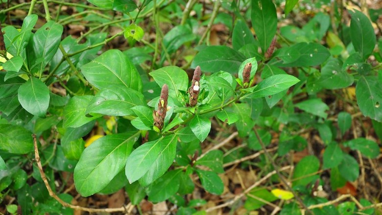 Cây dược liệu cây Dóng xanh, Thanh táo tuy, Thường sơn trắng - Justicia ventricosa Wall