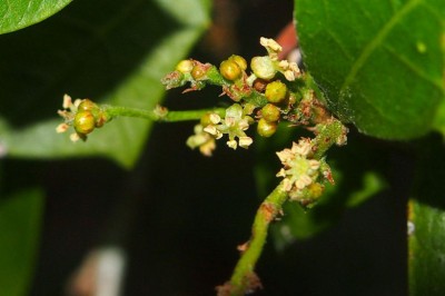 Cây dược liệu cây Đom đóm, Đồng châu - Alchornea tiliaefolia (Benth.) Muell- Arg
