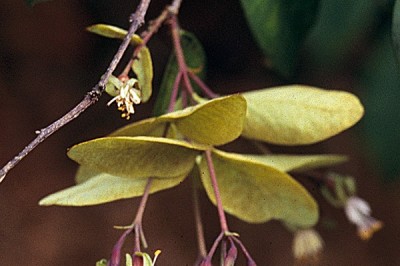 Cây dược liệu cây Dó mười nhị - Linostoma decandrum (Roxb.) Wall. ex Endl