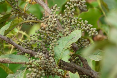 Cây dược liệu cây Đơn lộc ớt, Đơn nem, Rau chua chát - Maesa indica Wall ex DG