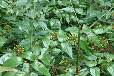 Cây dược liệu cây Đơn châu chấu, Cuồng hay Đinh lăng gai - Aralia armata (Wall), Seem