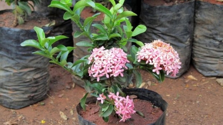Cây dược liệu cây Đơn lá nhọn, Trang chót buồm - Ixora cuneifolia Roxb