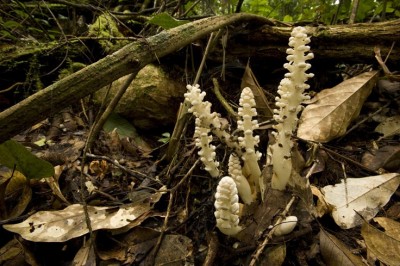 Cây dược liệu cây Dó đất hình cầu - Balanophora latisepala (V. Tiegh.) Lec