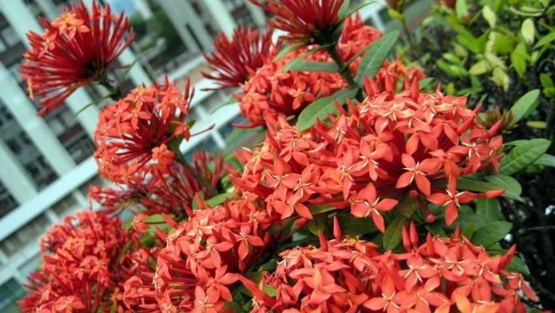 Cây dược liệu cây Đơn hẹp, Đơn đỏ dại, Mẫu đơn, Bông trang - Ixora stricta Roxb