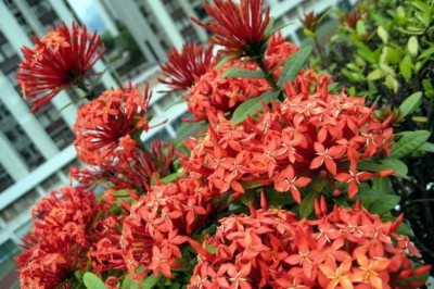 Cây dược liệu cây Đơn hẹp, Đơn đỏ dại, Mẫu đơn, Bông trang - Ixora stricta Roxb