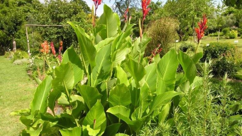 Cây dược liệu cây Dong riềng, Chuối củ - Canna edulis Ker Gawl. (C. indica L.)