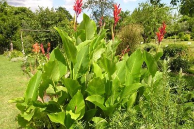 Cây dược liệu cây Dong riềng, Chuối củ - Canna edulis Ker Gawl. (C. indica L.)