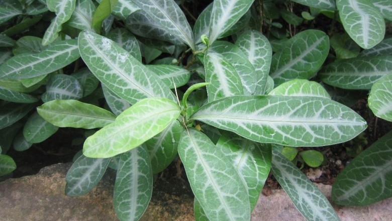 Cây dược liệu cây Đơn lưỡi hổ, Lưỡi cọp, Lưỡi hùm - Sauropus rostratus Miq (S. chingiana S. Y Hu)