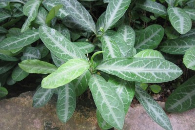 Cây dược liệu cây Đơn lưỡi hổ, Lưỡi cọp, Lưỡi hùm - Sauropus rostratus Miq (S. chingiana S. Y Hu)