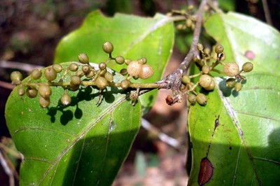 Cây dược liệu cây Đơn hồng - Maesa ramentacea (Roxb,) A. DC