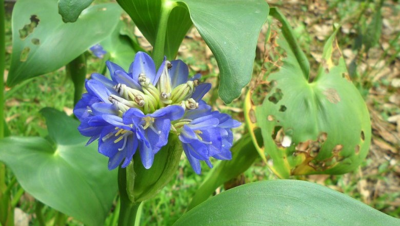 Cây dược liệu cây Dong nước, Rau mát - Monochoria hastata (L.) Solms (M. hastaefolia Presl)